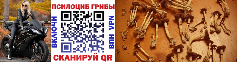 Галлюциногенные грибы Cubensis Сосенский